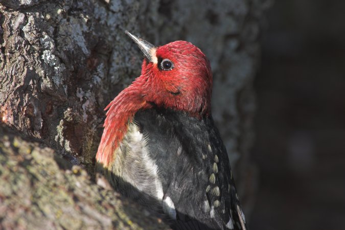 Red-breasted Sapsucker --(Sphyrapicus ruber) (62826 bytes)