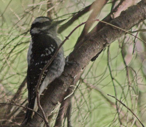 Downy Woodpecker --(Picoides pubescens) (57701 bytes)
