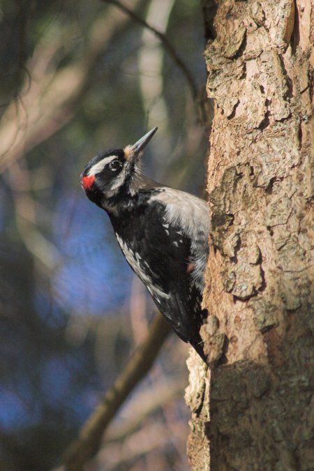 Hairy Woodpecker --(Picoides villosus) (68894 bytes)