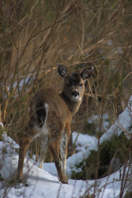 Sitka Blacktail Deer --(Odocoileus hemionus sitkensis) (62244 bytes)