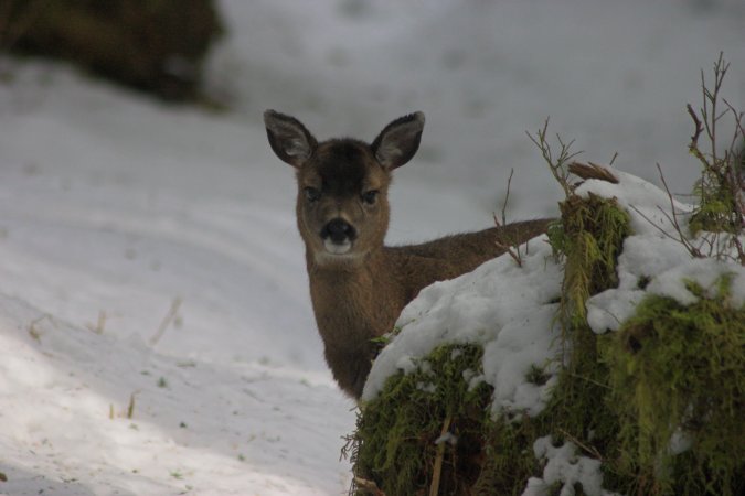 Sitka Blacktail Deer --(Odocoileus hemionus sitkensis) (43852 bytes)