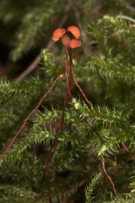 Moss --(Rhytidiadelphus loreus) (56306 bytes)