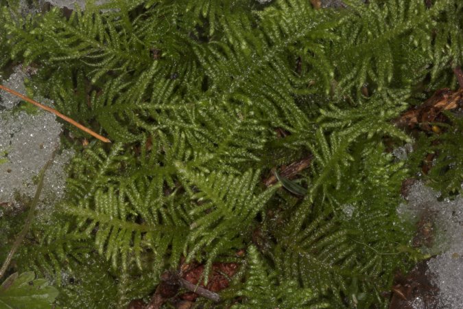 Oregon Moss --(Kindbergia oreganum) (95617 bytes)