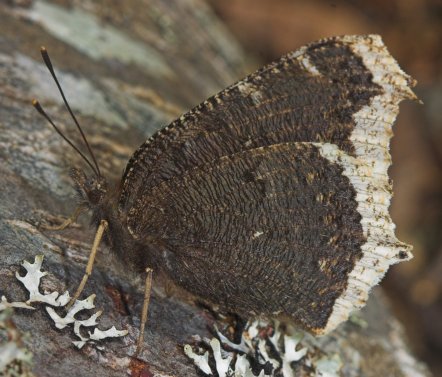 Morning Cloak Butterfly --(Nymphalis antiopa) (49141 bytes)