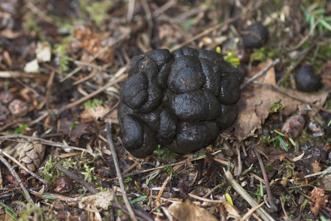 Deer Scat --(Odocoileus hemionus sitkensis) (87700 bytes)