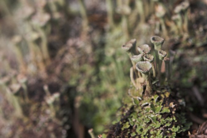 Pixie Cup Lichen --(Cladonia sp.) (49717 bytes)