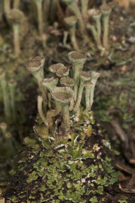 Pixie Cup Lichen --(Cladonia sp.) (65439 bytes)