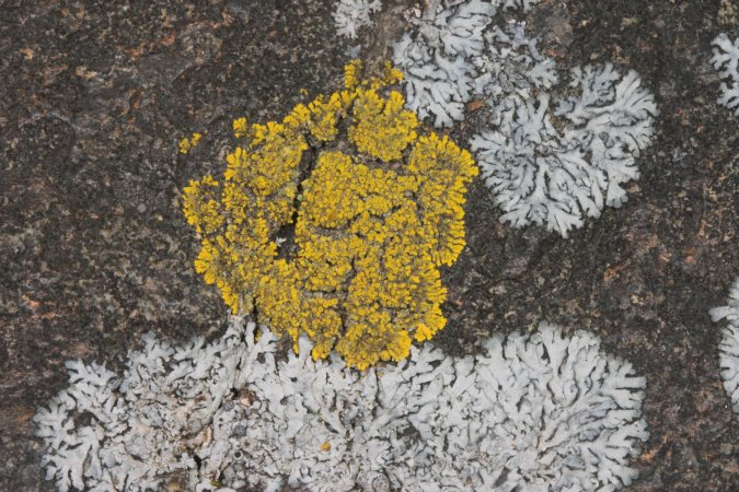 Yellow Lichen (116341 bytes)