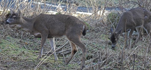 Sitka Blacktail Deer --(Odocoileus hemionus sitkensis) (62851 bytes)