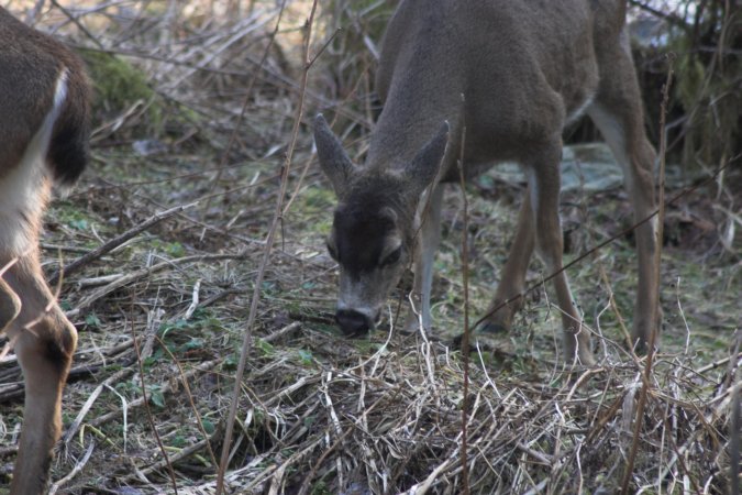 Deer --(Odocoileus hemionus sitkensis) (89132 bytes)