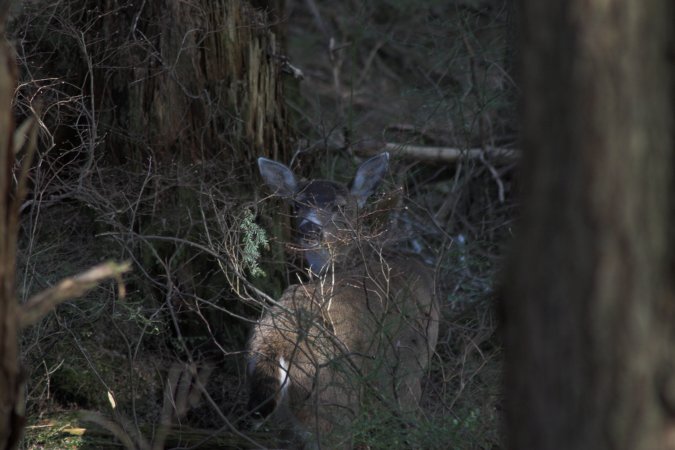 Sitka Blacktail Deer --(Odocoileus hemionus sitkensis) (58868 bytes)