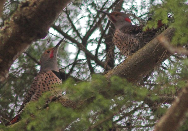 Northern Flickers --(Colaptes auratus) (71969 bytes)