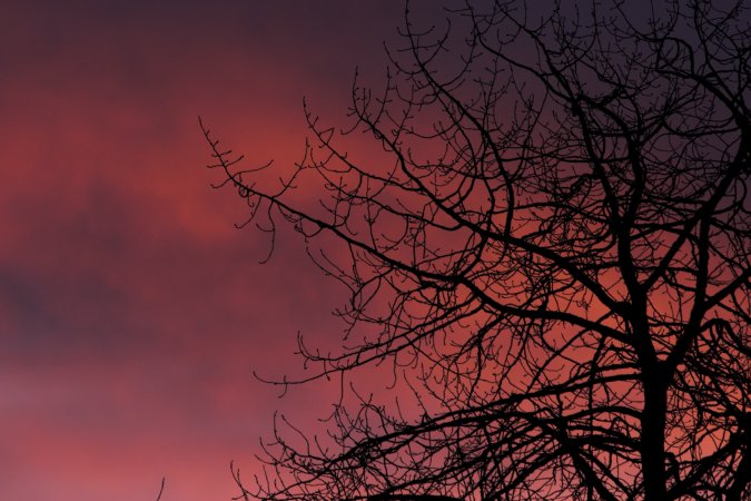 Sunset with Cottonwood Tree --(Populus balsamifera) (74601 bytes)