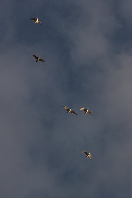 Flying Gulls --(Larus spp) (17952 bytes)