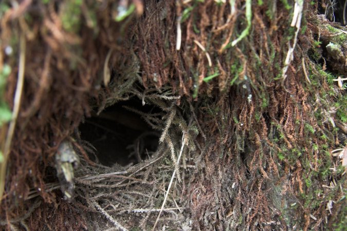 Winter Wren Nest --(Troglodytes troglodytes) (96764 bytes)