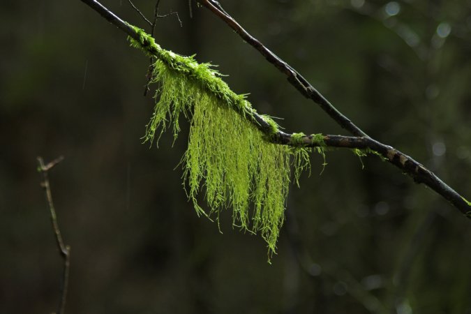 Mossy Branch --(Isothecium stoloniferum) (41939 bytes)