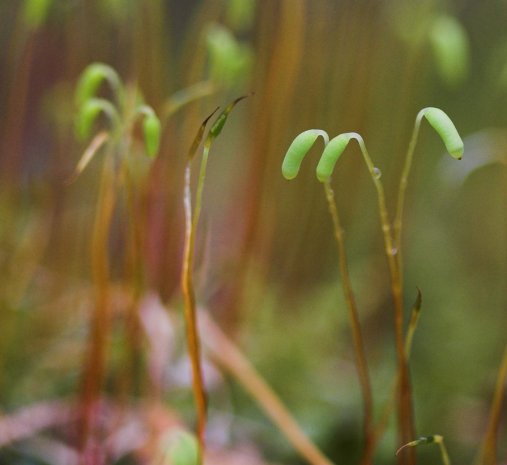 Badge Moss Sporophytes --(Plagiomnium insigne) (31333 bytes)