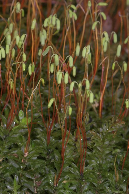 Badge Moss Sporophytes --(Plagiomnium insigne) (72346 bytes)