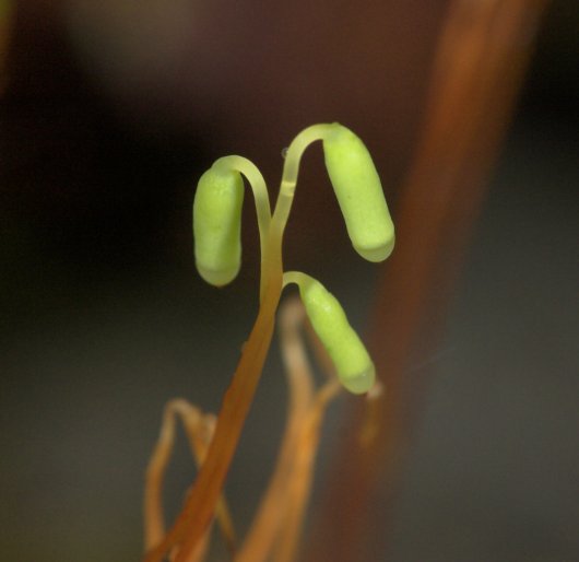 Sporophytes --(Plagiomnium insigne) (27220 bytes)