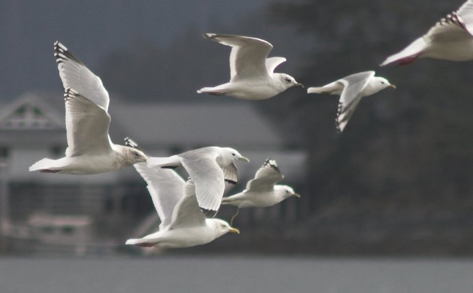 Flying Gulls --(Larus spp) (32605 bytes)