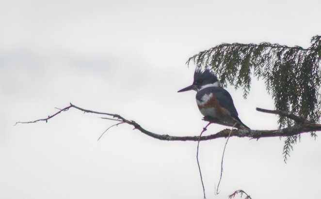Belted Kingfisher --(Ceryle alcyon) (33694 bytes)