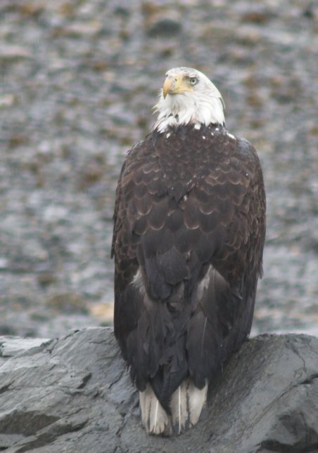 Bald Eagle --(Haliaeetus leucocephalus) <br><i>Haliaeetus leucocephalus</i> (51667 bytes)