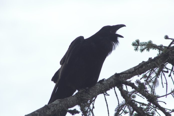 Calling Raven --(Corvus corax) (45862 bytes)