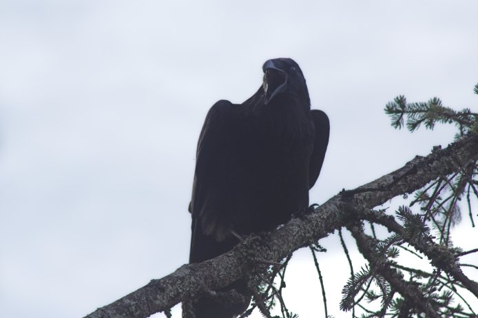Calling Raven --(Corvus corax) (42798 bytes)