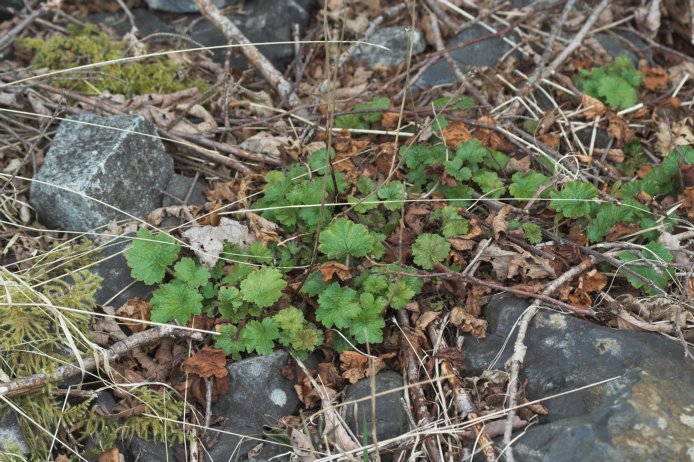 Fringecup --(Telima grandiflora) (119276 bytes)