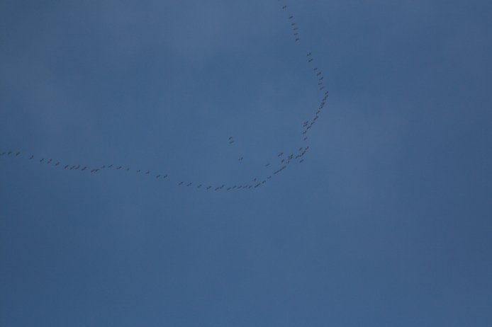 Migrating Geese (15233 bytes)
