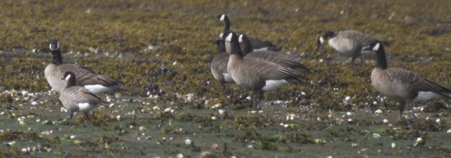 Canada and Cackling Geese --(Branta spp.) (41867 bytes)