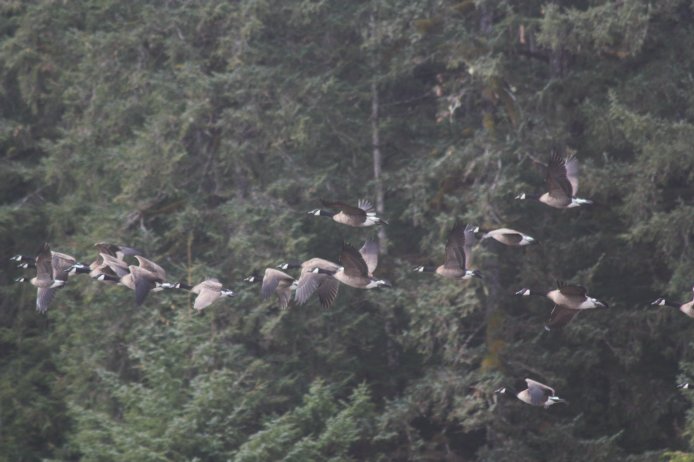 Canada Geese in Flight --(Branta canadensis) (61813 bytes)