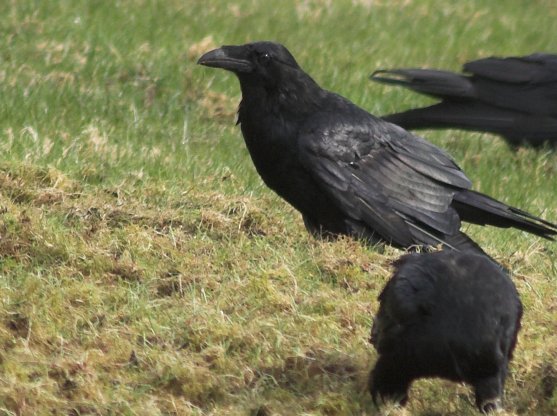 Ravens on the Lawn --(Corvus corax) (64787 bytes)