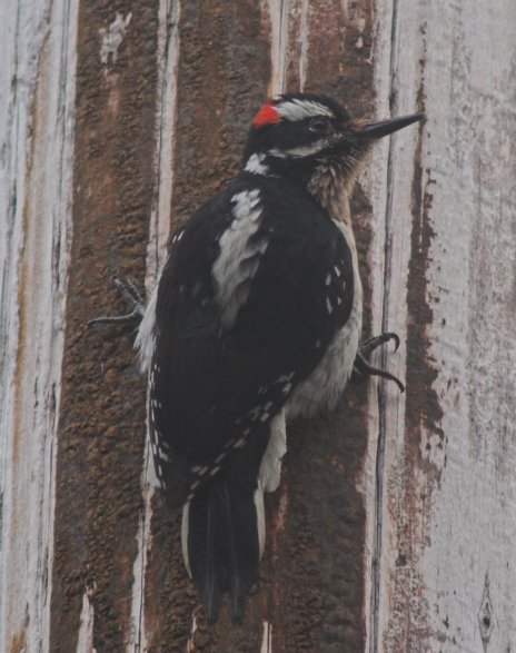 Hairy Woodpecker --(Picoides villosus) (61037 bytes)