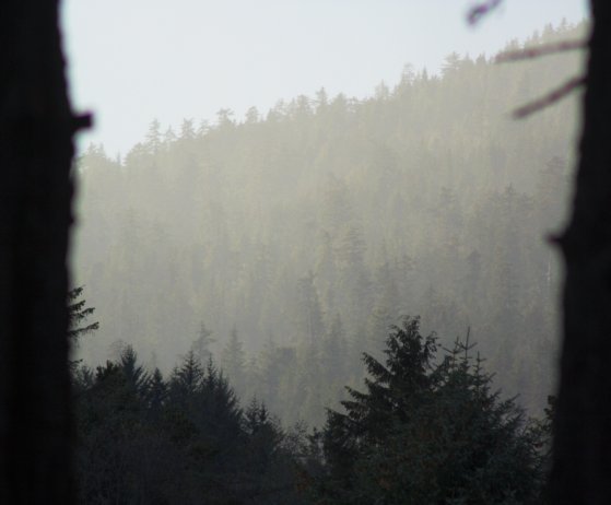Forest Through the Mist (30206 bytes)