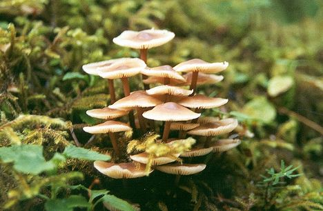 Mushroom Cluster (36k)