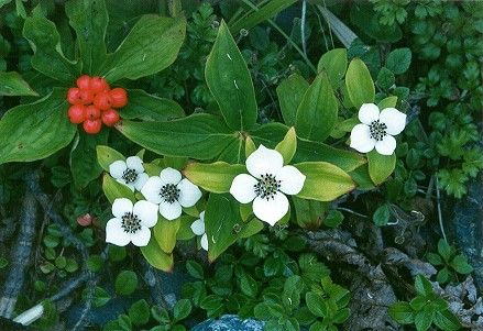 Ground Dogwood Flowers and Berries (41k)
