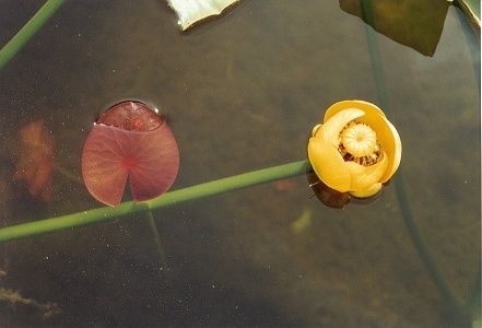 Yellow Pond-Lily (17k)