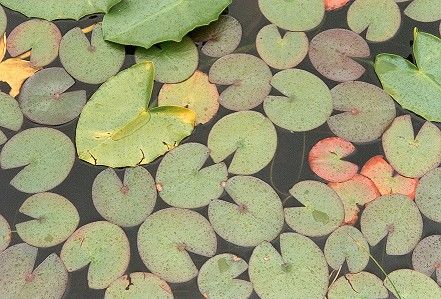 Muskeg Pond Lilypads (46k)