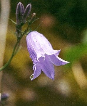 Bluebells-of-Scotland (20k)