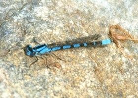Blue Damsel Fly (19k)
